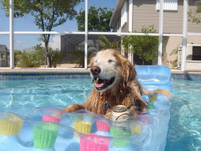 A Golden Retriever, the breed of viral captioned-video star Tucker Budzyn