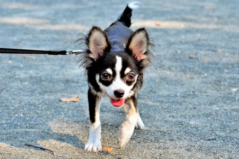 A Chihuahua, one of the breeds behind Chiweenie internet star Tuna
