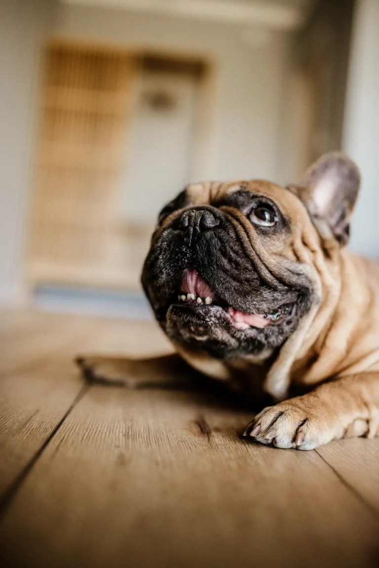 A French Bulldog, the breed of viral dog Walter Geoffrey