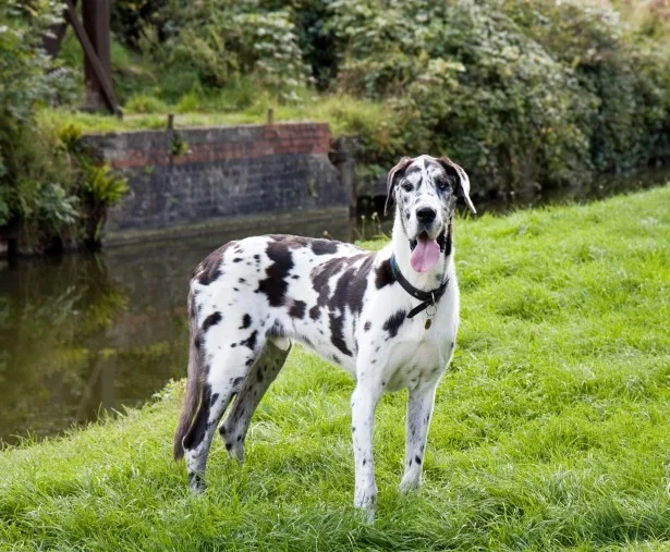 A Great Dane, the breed of Guinness World Record holder Zeus